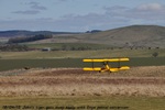 tiger moth